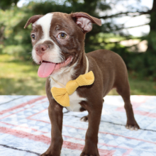 Boston Terrier Puppy Max