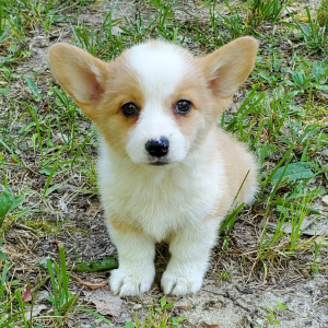 Pembroke Welsh Corgi Puppy Violet