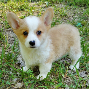 Pembroke Welsh Corgi Puppy Violet