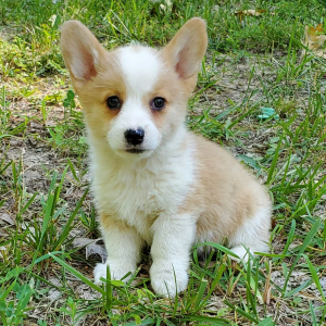 Pembroke Welsh Corgi Puppy Violet