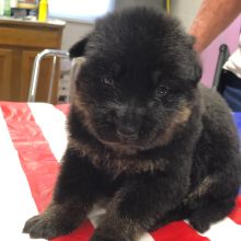 German Shepherd Dog Puppy Kumar