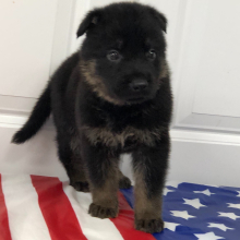 German Shepherd Dog Puppy Kumar