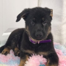 German Shepherd Dog Puppy Kumar