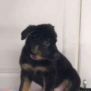 German Shepherd Dog Puppy Kumar