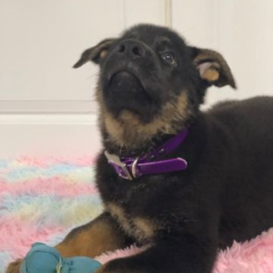German Shepherd Dog Puppy Kumar