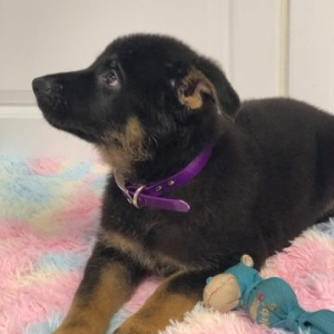 German Shepherd Dog Puppy Kumar