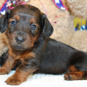 Dachshund Puppy Aria