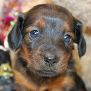 Dachshund Puppy Aria