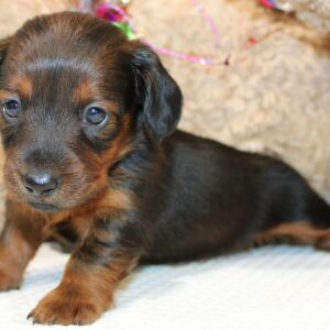 Dachshund Puppy Aria