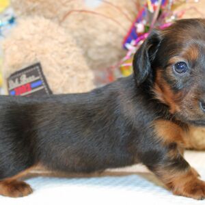 Dachshund Puppy Aria