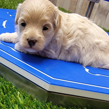 Maltipoo Puppy Justice