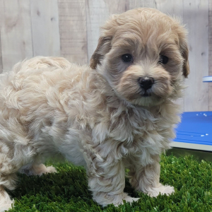 Maltipoo Puppy Justice