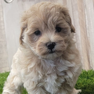 Maltipoo Puppy Justice