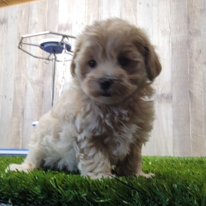 Maltipoo Puppy Justice