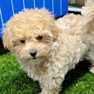Maltipoo Puppy Justice