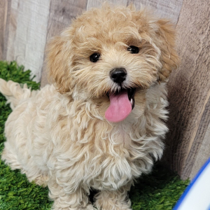 Maltipoo Puppy Justice
