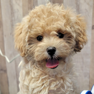 Maltipoo Puppy Justice