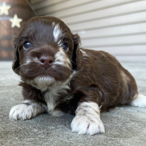 Cockapoo Puppy Theadore
