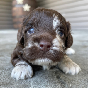 Cockapoo Puppy Theadore