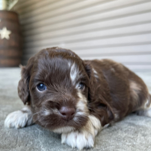 Cockapoo Puppy Theadore