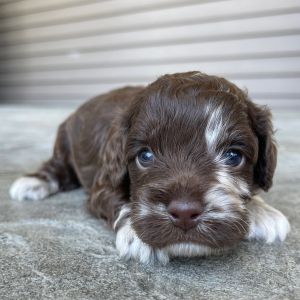 Cockapoo Puppy Theadore