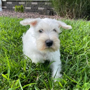 Miniature Schnauzer Puppy Violet