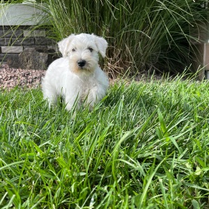 Miniature Schnauzer Puppy Violet