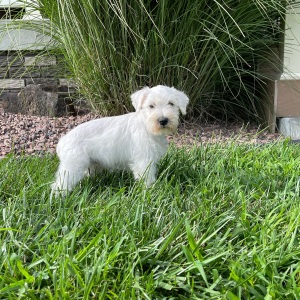 Miniature Schnauzer Puppy Violet