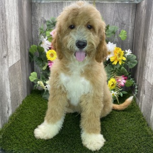 Goldendoodle Puppy Joseph