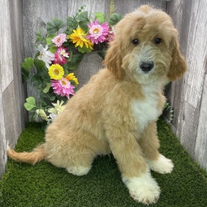 Goldendoodle Puppy Joseph