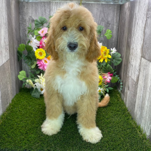 Goldendoodle Puppy Joseph