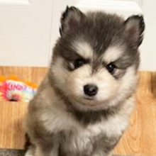 Pomsky Puppy Shadow