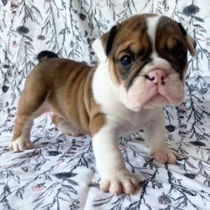 Bulldog Puppy Molly