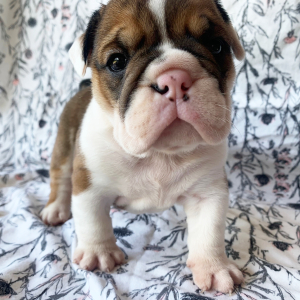 Bulldog Puppy Molly