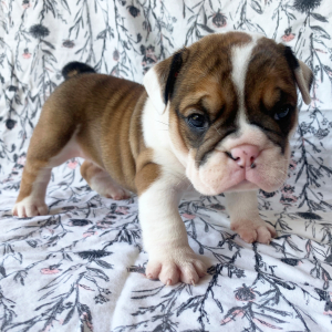 Bulldog Puppy Molly