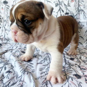 Bulldog Puppy Molly
