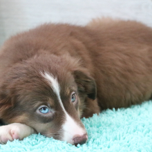 Australian Shepherd Puppy Roxanne