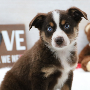 Australian Shepherd Puppy Jacie