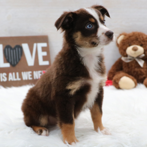 Australian Shepherd Puppy Jacie