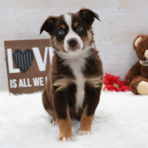 Australian Shepherd Puppy Jacie