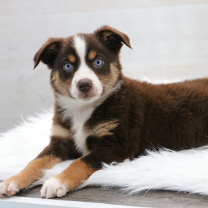 Australian Shepherd Puppy Jacie
