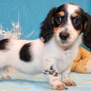 Dachshund Puppy Dharma