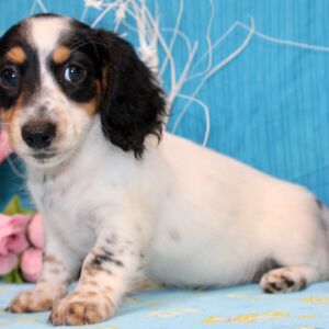 Dachshund Puppy Dharma