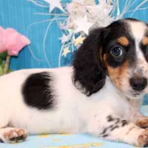 Dachshund Puppy Dharma