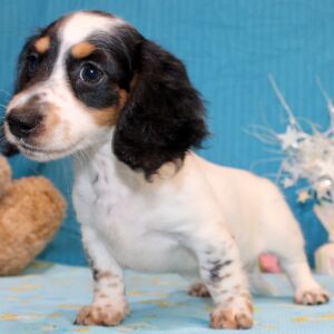 Dachshund Puppy Dharma