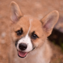 Pembroke Welsh Corgi Puppy Topper