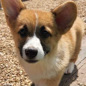 Pembroke Welsh Corgi Puppy Topper