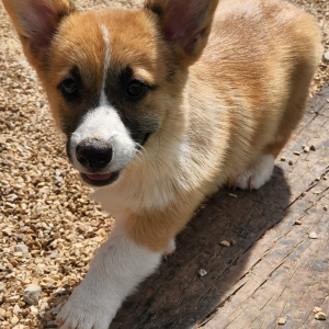 Pembroke Welsh Corgi Puppy Topper