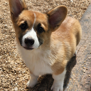 Pembroke Welsh Corgi Puppy Topper