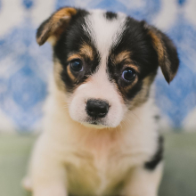 Pembroke Welsh Corgi Puppy Trolli